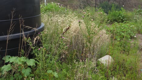 Local-thistles-and-grasses-grow-by-water-cistern-at-construction-site