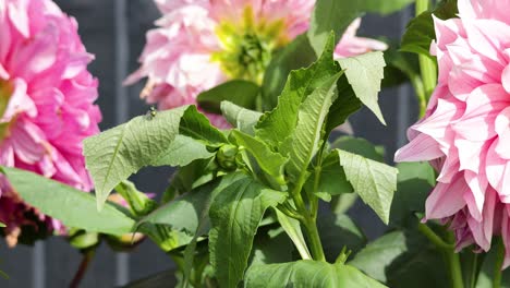 dahlia flower blooming over time in garden