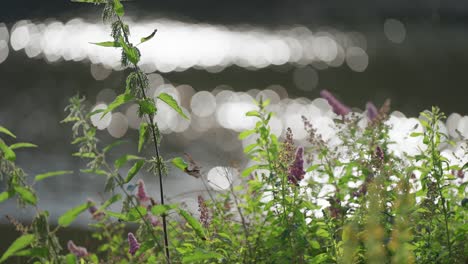 Die-Schmetterlingsstrauchblume.-Hintergrund-Mit-Bokeh-Effekt