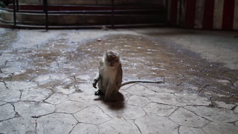 Long-tailed-Macaque-Monkey-Sitting-On-Floor-At-Batu-Caves-Temple-In-Kuala-Lumpur,-Malaysia