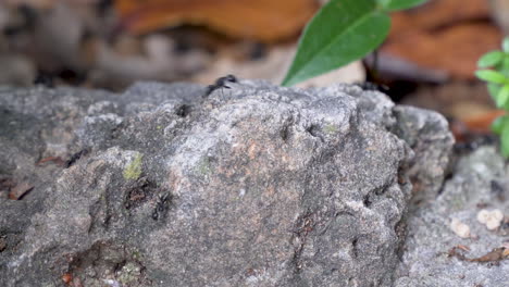 Busy-ant-colony-in-rocky-undergrowth-with-plants-zooming-out