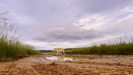 lioness drinking from puddle walks over to pick up camera and walk off, funny