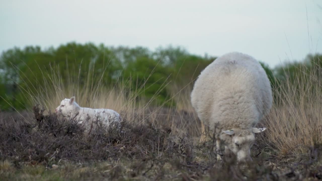 ovejas y corderos en un prado