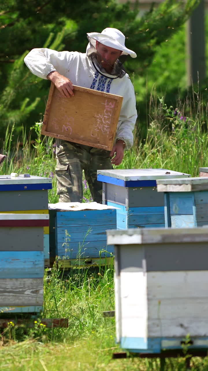 Apiarist working on a farm. Professional beekeeper looks after the bees on apiary on green nature background. Many beehives in the countryside. Vertical video