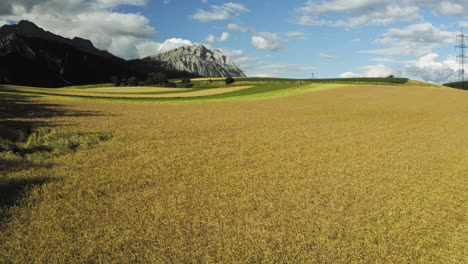 matured ripe barley on field with mountains in the background while drone goes backwards