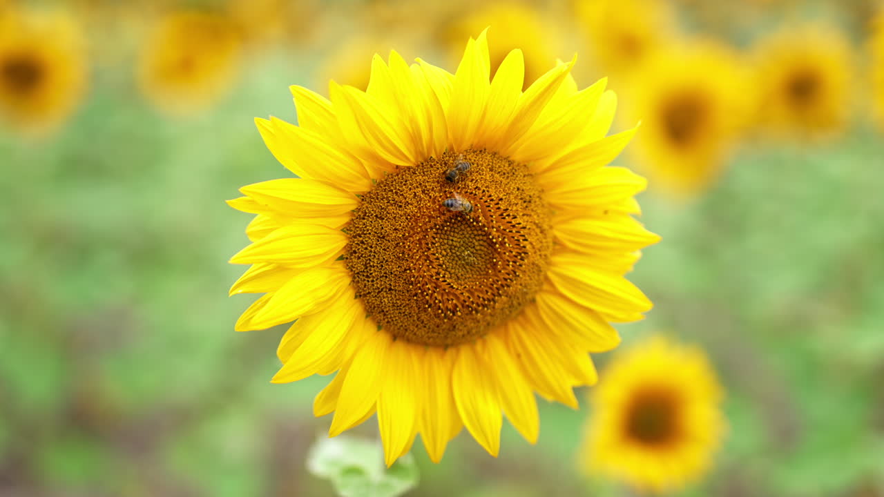 Pair of bees crawling along the blossoming sunflower. Amazing bright flower close up at the blurred background.