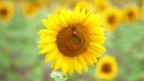 pair of bees crawling along the blossoming sunflower. amazing bright flower close up at the blurred background.