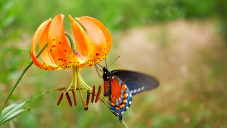 mariposa colorida en una flor naranja