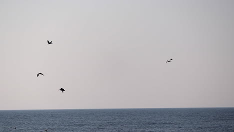 birds dive to fish in the sea