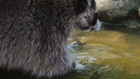 raccoon cleaning its paw in pond water. closeup