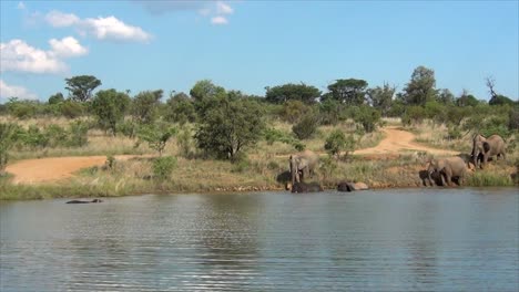 Elephants-Playing-in-a-dam