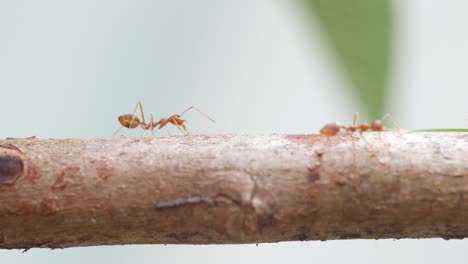 red ants walking on tree trunk with blur green nature background