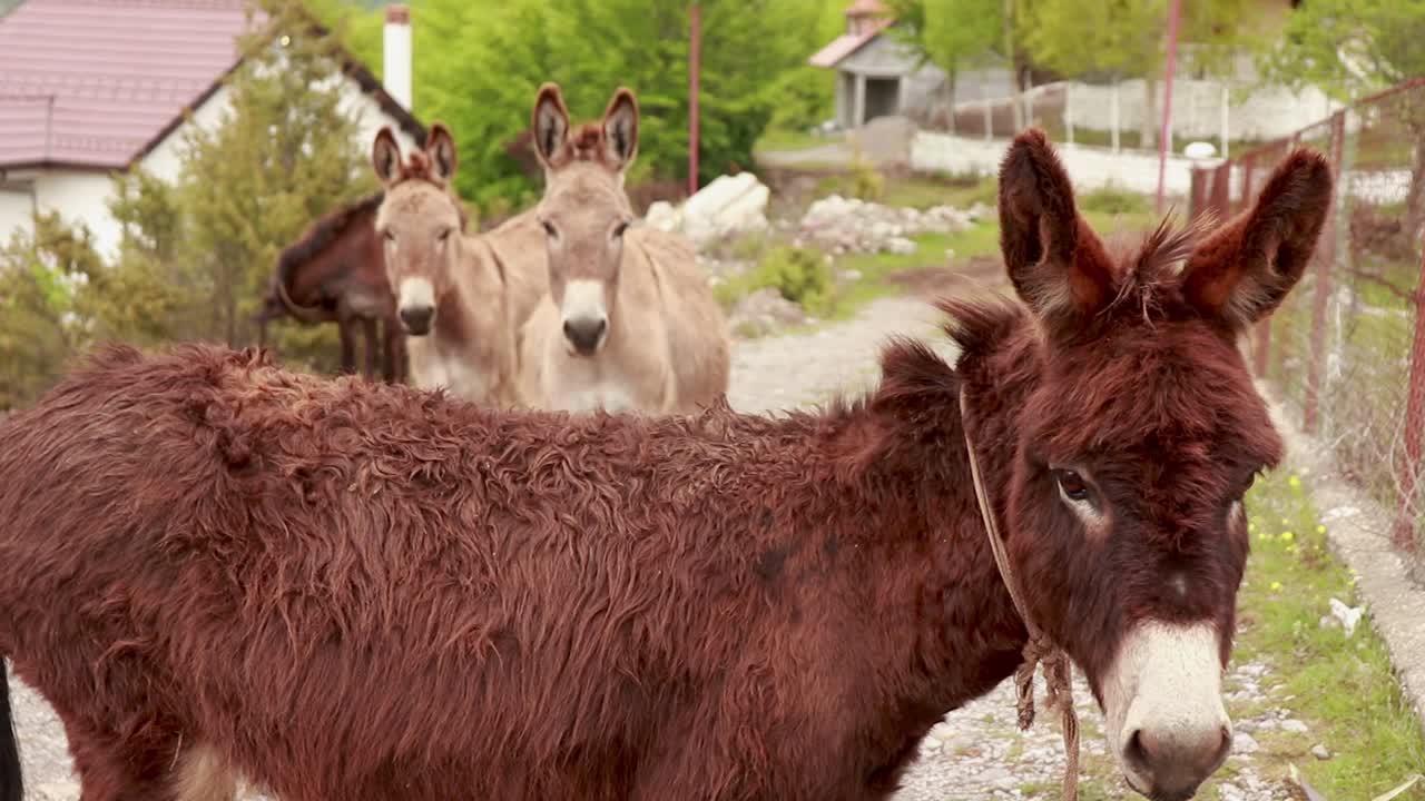 un grupo de burros tropiezan en la carretera en una aldea alpina en los alpes albaneses