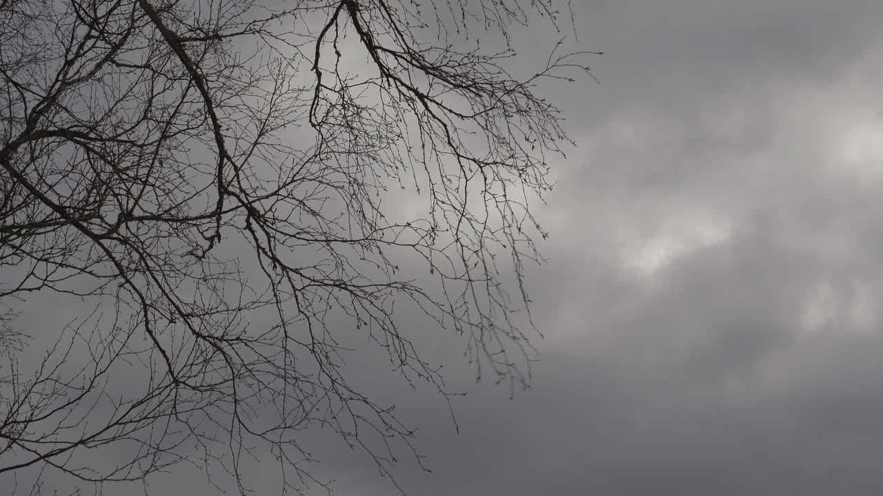 짙은 회색 흐린 하늘을 배경으로 강한 폭풍 바람에 벌거벗은 자작나무 가지