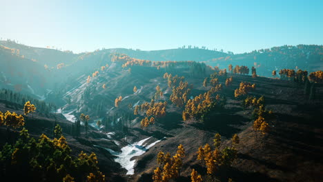 árboles-Amarillos-Y-Verdes-En-El-Bosque-De-Otoño