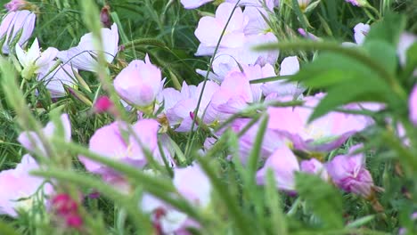 primer plano de flores silvestres de texas rosas y blancas moviéndose en la brisa
