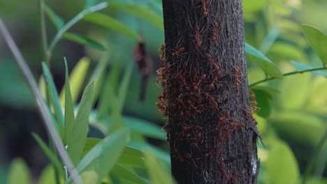 giant red ant colony swarming on the bark of a tree