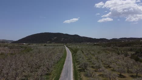 general view of blooming apple orchard with drone
