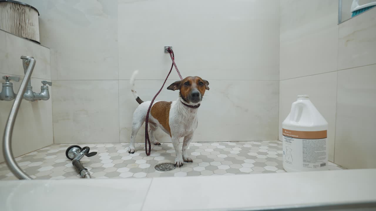 Dachshund puppy dog happily sitting in the bath dripping with water at a veterinarian clinic