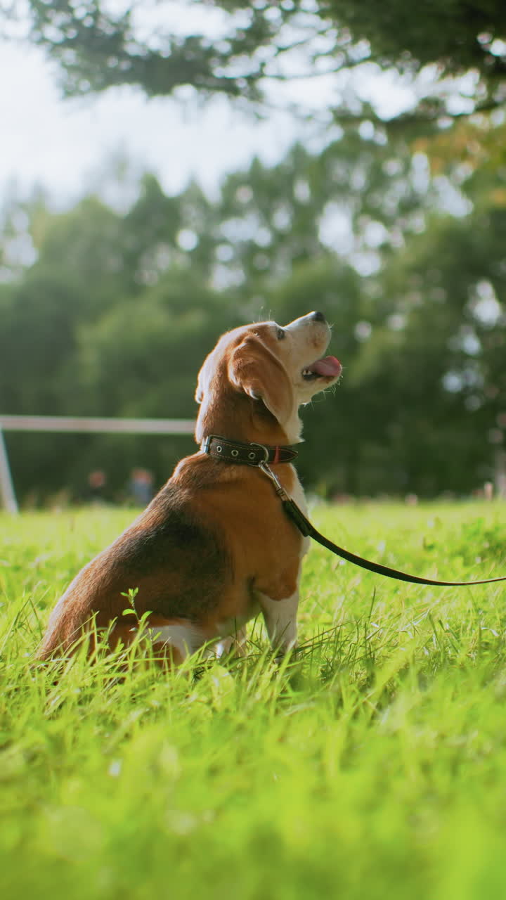 Cane felice in un campo estivo, Beagle che si gode la natura scodinzolando, Cane attivo che annusa l'erba in un parco soleggiato, Beagle giocherellone che esplora un vivace parco estivo con energia vivace