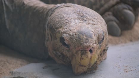 a close up of a chelonoidis turtle, a terrestrial animal, laying on the ground near a rock and a wooden artifact. its shell resembles a carving on a trunk