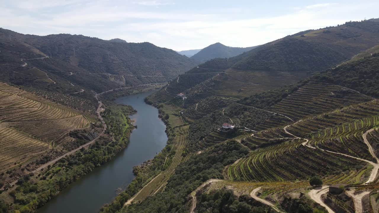Drone view of Douro River winding through green terraced vineyards in Alto Douro Wine Region with mountain landscape and narrow roads under soft sunlight in northern Portugal