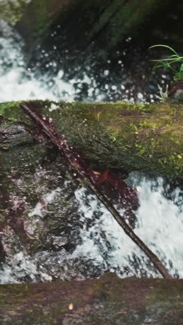 foamy water splashes fall down from steep rock edge under mossy log slow motion. fast mountain creek cascade and fallen trees on summer day