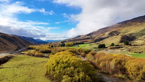 drone glides over a rural sheep farm in wanaka, new zealand, revealing golden autumn trees, green pastures, and winding river under bright daylight