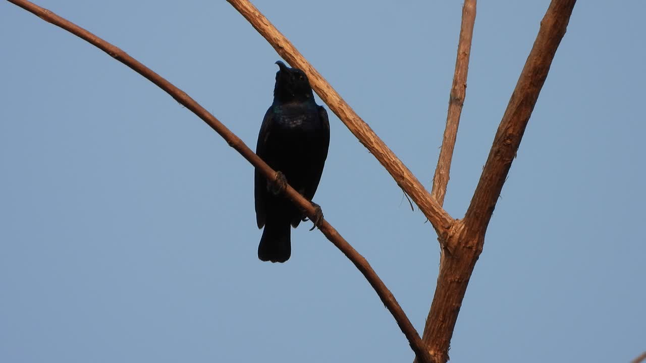 colibrí en el árbol disfrutando del atardecer
