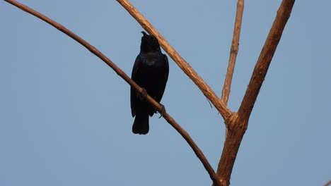 Kolibri-Im-Baum-Sonnenuntergang-Genießen