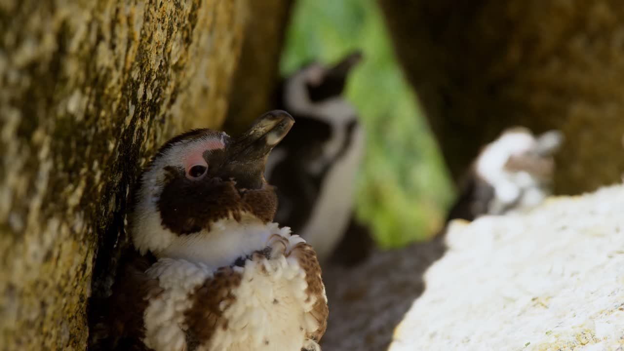 바위 위에 있는 어린  ⁇  새 4k