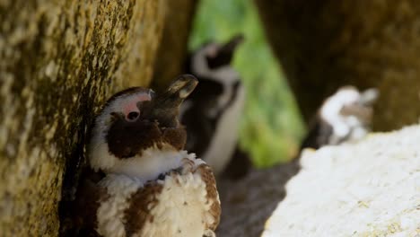 young penguin bird on a rock 4k