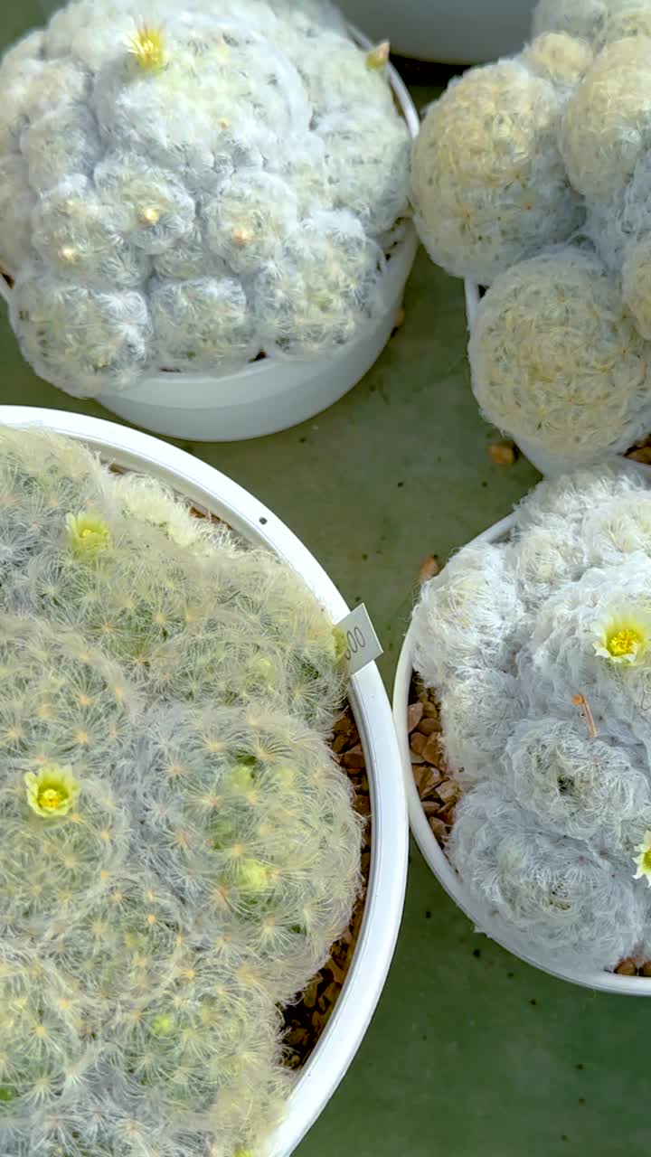 온실 에서 비 에 전시 된 티