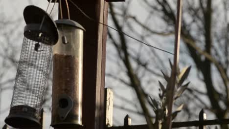 bird feeders hang from bird table in garden