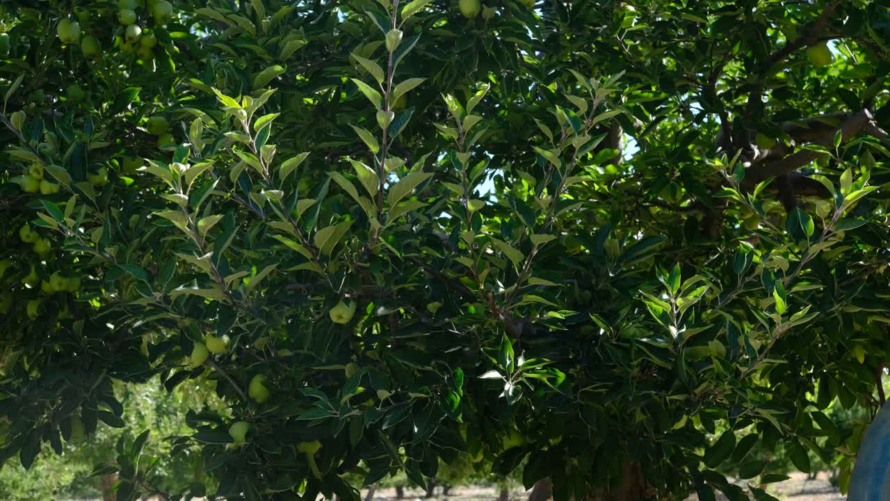 un hombre adulto rocia manzanos.