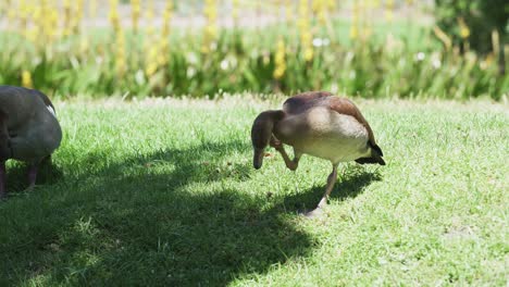 Ganso-Egipcio-Rascándose-El-Cuello-En-Un-Césped-Soleado-En-El-Jardín-Botánico-Nacional-Kirstenbosch-En-Ciudad-Del-Cabo,-Sudáfrica