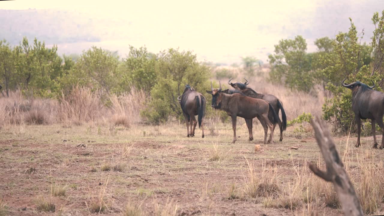 Common wildebeest herd grazing between bushes in african savannah