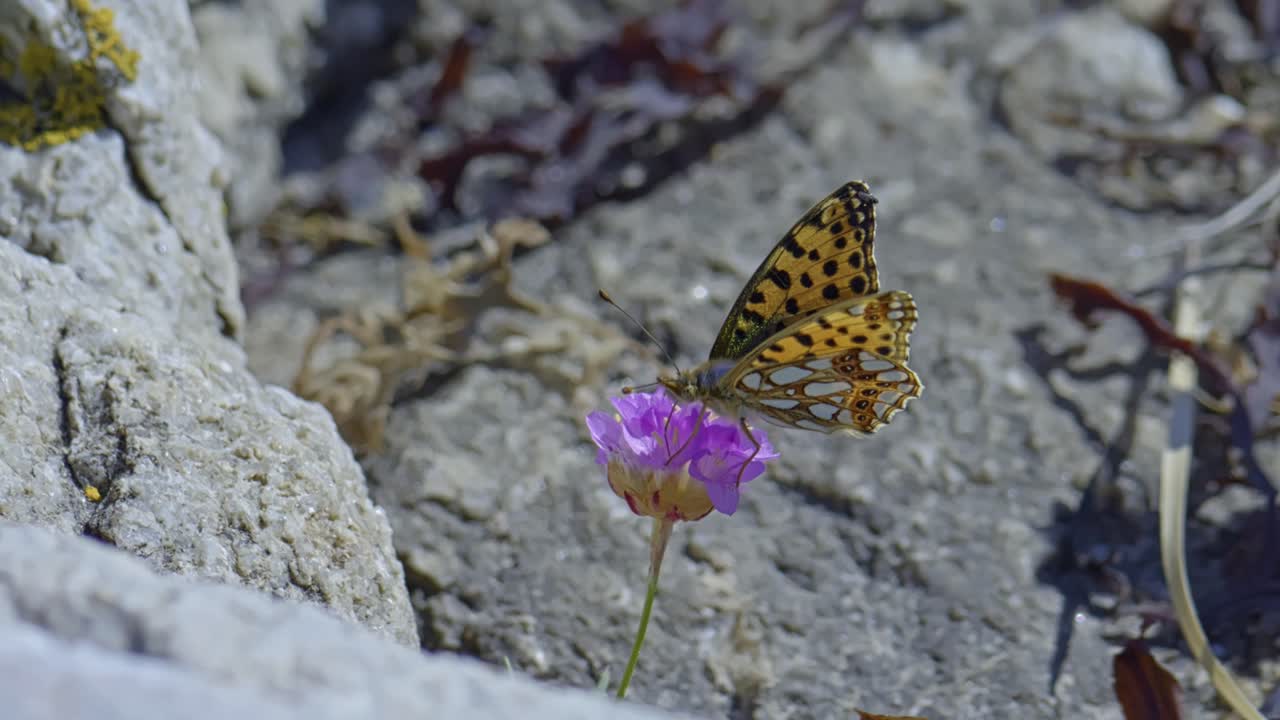 Butterfly, Silver-washed Fritillary Feeding on Wildflower – Close-Up in Rocky Habitat