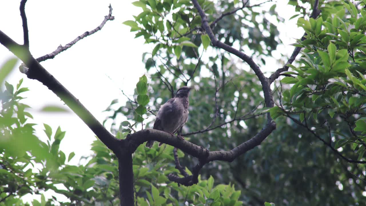 un estornino de mejillas blancas acicalándose mientras se sienta en la rama de un árbol ondulante en tokio, japón en un día ventoso - tiro de ángulo bajo