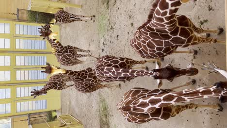 group of giraffes inside zoo enclosure building