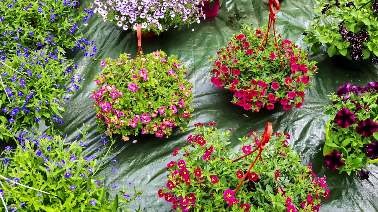 Artificial hanging flowers displayed somewhere in Jelgava, Latvia
