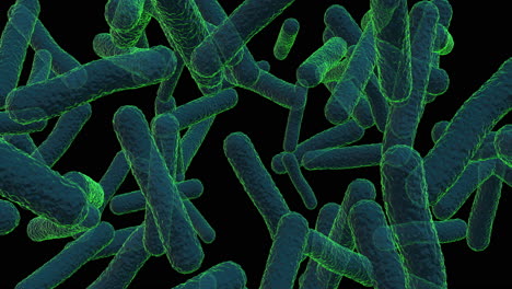 bacteria