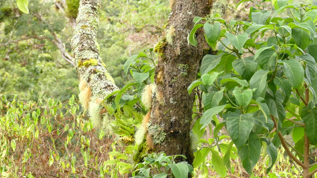 pequeño pájaro amarillo espera cruzar el tronco de un árbol cubierto de musgo en medio del bosque siempre verde de costa rica