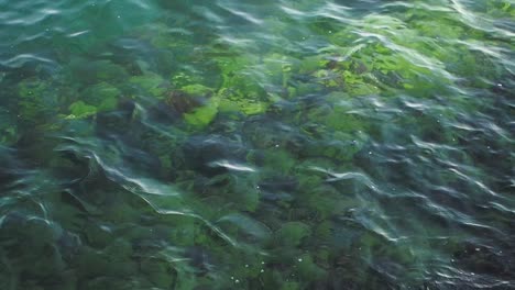 clear water with seaweed