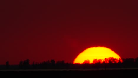 sunset close-up with forest silhouette shadow in foreground