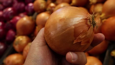 hand picking onions among red and yellow varieties