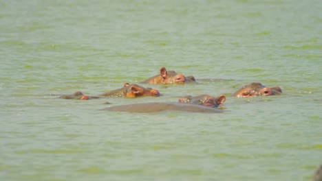 hippos swim in risky muddy lake in deep water keeping cool