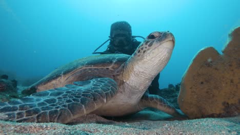 Un-Buzo-Que-Participa-En-Un-Proyecto-De-Ciencia-Ciudadana-Observa-Una-Tortuga-Marina-En-Reposo-Y-Registra-Información-En-Una-Pizarra-Mientras-Está-Bajo-El-Agua