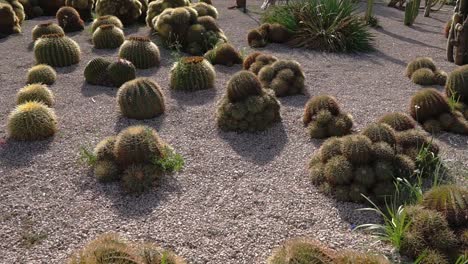 collection of cacti and succulents in a garden