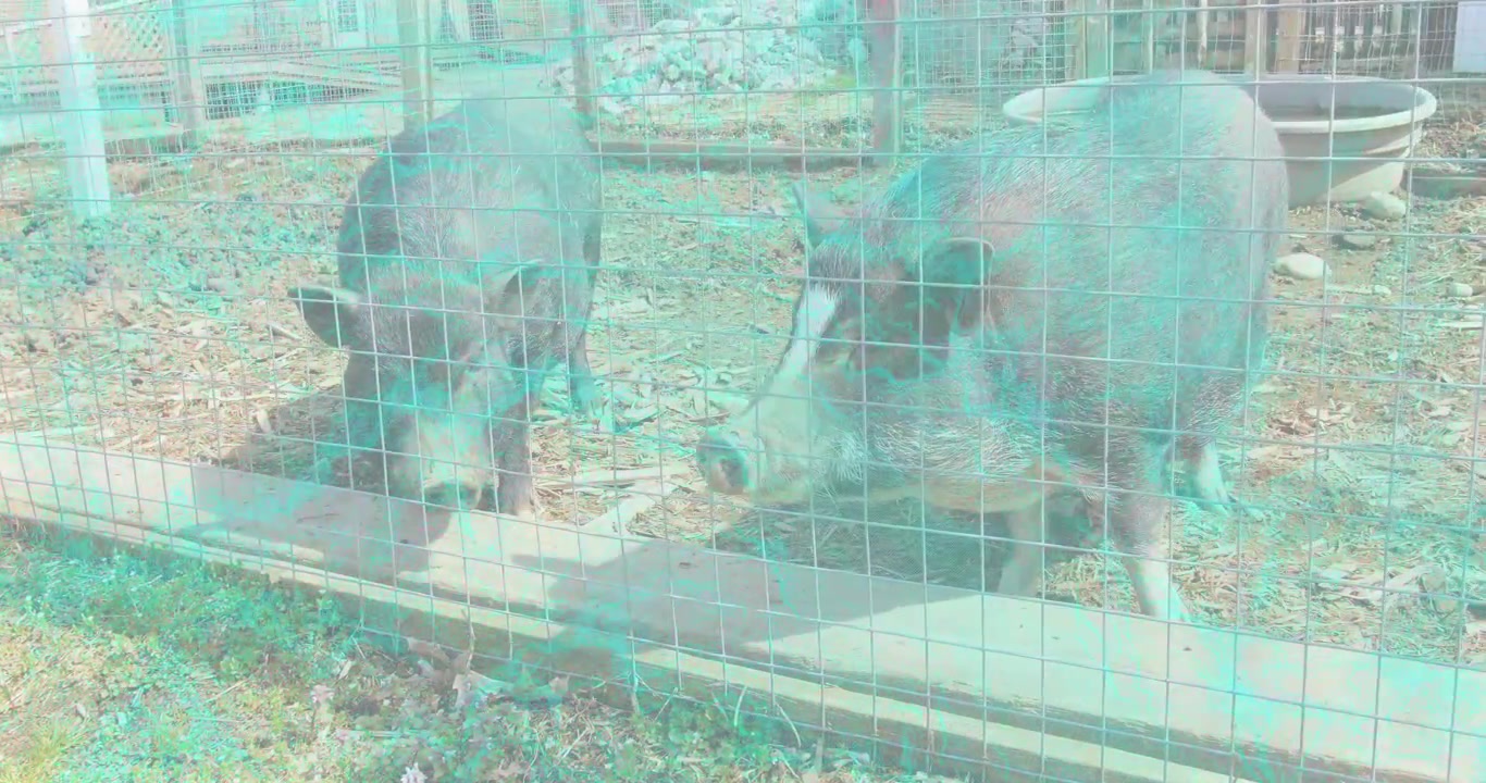 Pionowe wideo: Zauważając koryto, dwie ciemne świnie jedzące obok siebie z przodu zagrody, z ogrodzeniem.